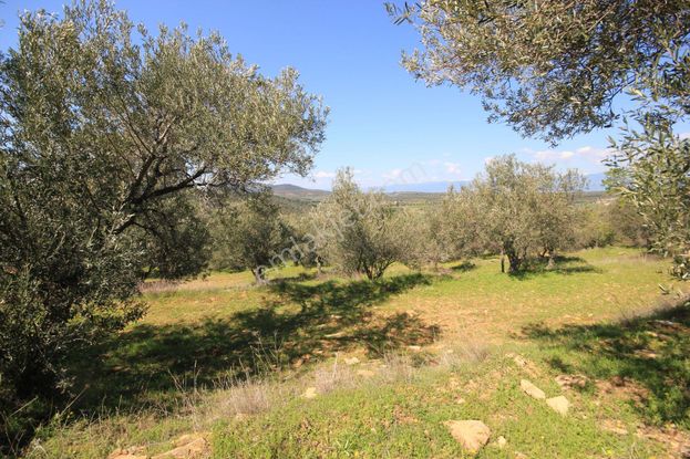 🌈aktif'ten Hisar'da 20 Dönümlük Yatırımlığa Tam Uygun 2 Ton Yağ Elde Edilen Satılık Zeytinlik 🌈