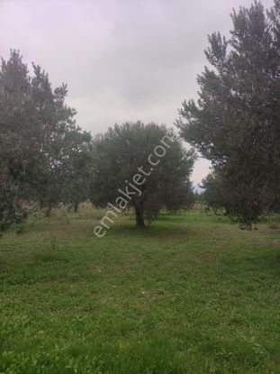 Kardelen Emlak 'tan Kırkağaç Çam Altında Satılık Zeytinlik