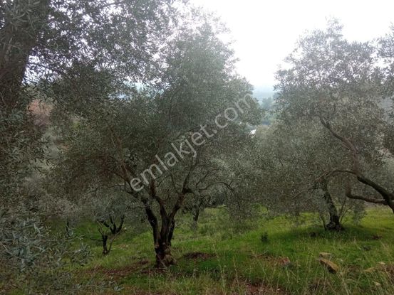 Novas Gayrimenkul'den Armutlu'da 1600m² Tek Tapu Zeytinlik