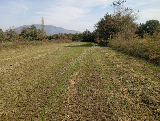 Şahane Verimli Yonca Bahçesi