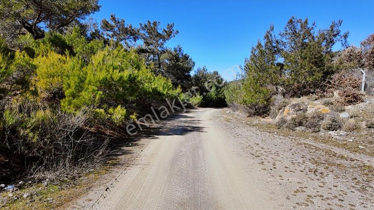 Gömeç Kubaşlar Orman İçi Bahçe(2041 M2)