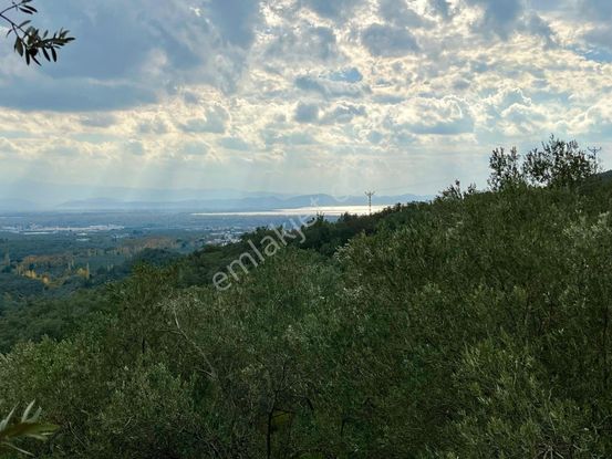 Gümüşden Mehmetalan Köyünde 416 M² Deniz Manzaralı Zeytinlik