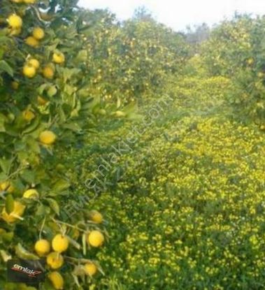 Bozön Mevkinde 3500 M2 Kaleköy Yoluna Sıfır Satılık Arsa