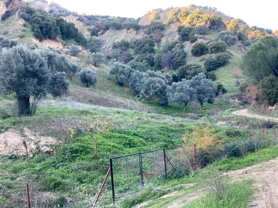 Nazilli Hasköy Su Kuyulu Zeytin Ve İncir Bahçesi 6000 M2