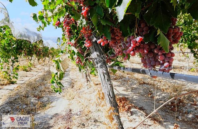 Çağrı Emlak'tan Korkuteli/yelten' De Üzüm Bağı