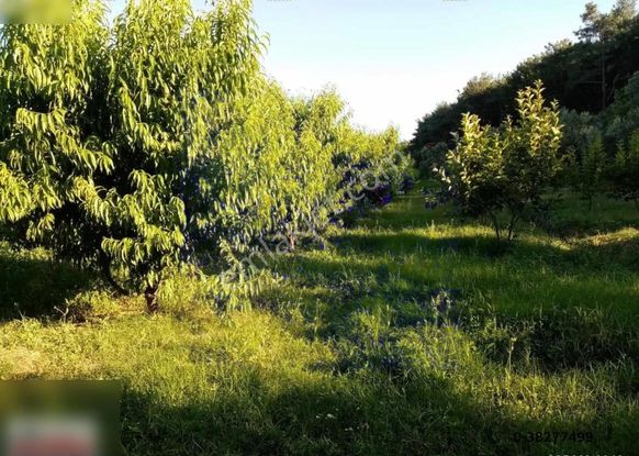 Çanakkale Bayramiç Ev Ve Satılık Meyve Bahçesi