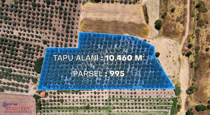 Manisa Meder Köyünde 10.460 M² Harika Konumda Zeytinlik