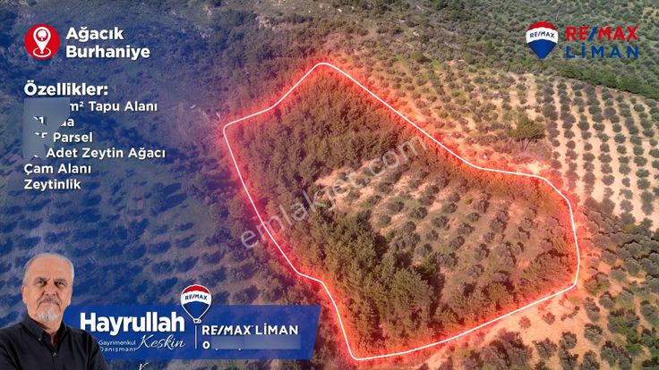 Burhaniye Ağacık Mahallesinde Satılık 23.312 M2 Zeytinlik