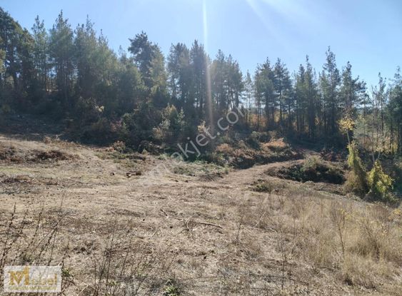 Çamlıyayla Belçınarda Satılık Kupon Tarla 6.263 M²