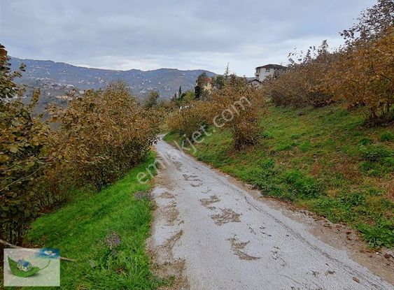 Bulut Emlak Uğurluda Satılık 3000 M2 Fındık Bahçesi