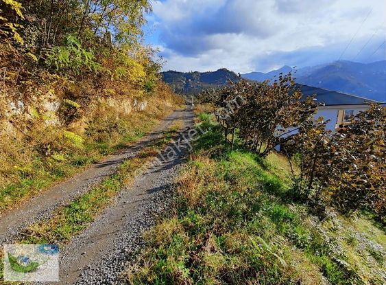 Bulut Emlak Uğurluda Satılık 1364 M2 Fındık Bahçesi