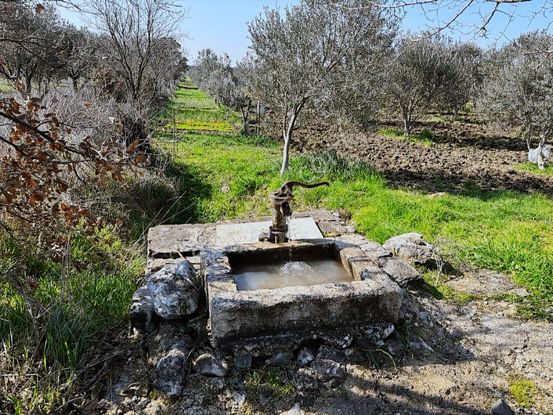 Çerkezköy Yol Kenarı Elektrikli Sulu 10.400m2 Zeytinlik