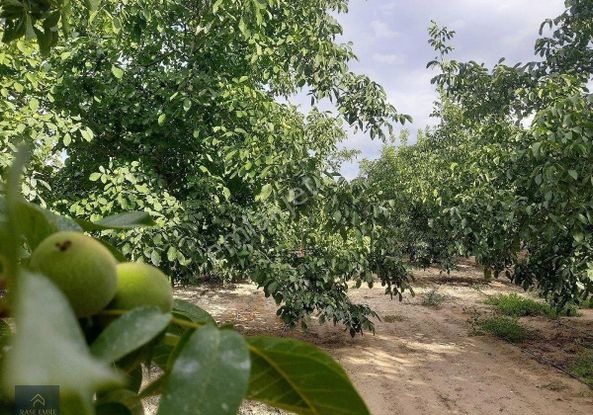 Edirne Uzunköprü Salarlı Yolunda Satılık Bakımlı Ceviz Bahçesi