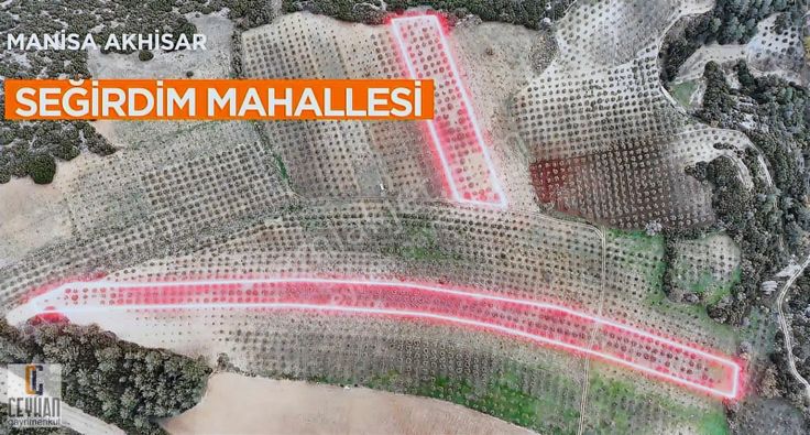 Seğirdim' De Satılık Zeytinlik