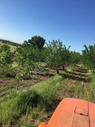 Akhisar Doğankaya Köyünde Ceviz Ve Badem Ağaçlı Tarla
