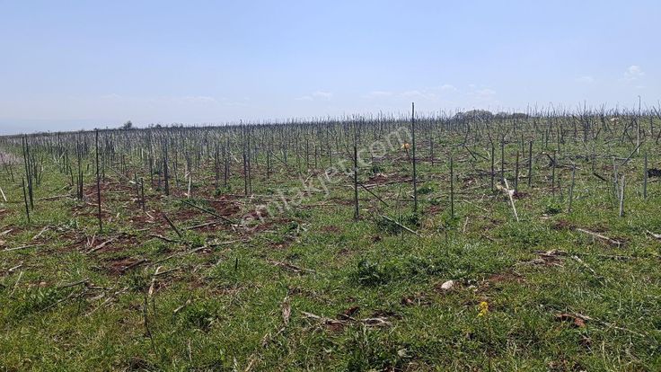 Rt Safir'den İnegöl Halhalcada Kadastrol Yola 116 Metre Cephe Satılık Arazi