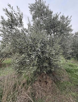 Pek Emlaktan 180 Adet Ağaçlı Satılık Zeytin Bahçesi