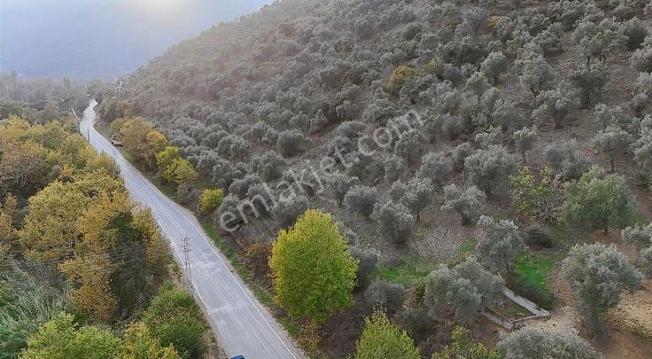 Pek Emlaktan Başköyde 11500 M2 Asfalt Kenarı Satılık Zeytinlik