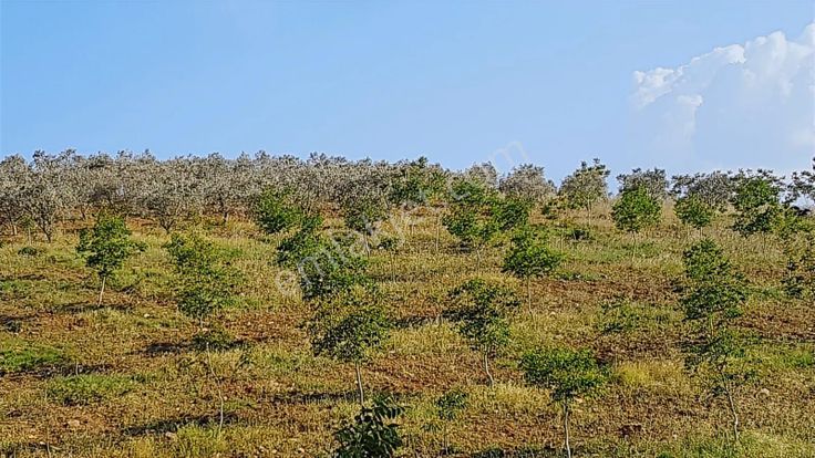 Turpa Heykel'den Salihli Kurttutanda Emsallerinin Altında Tarla