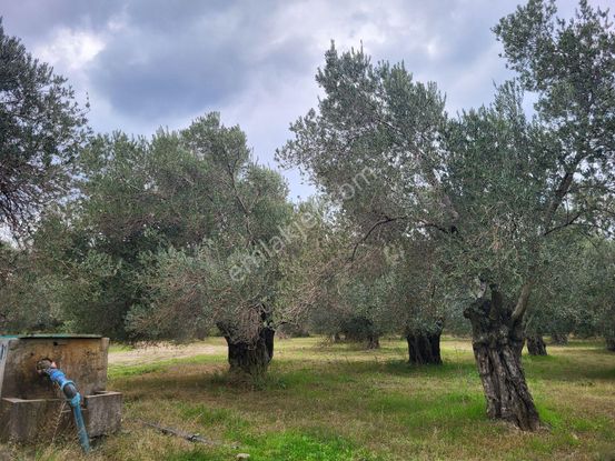 İlçe Merkezine Yakın 850 M2 Satılık Zeytin Bahçesi