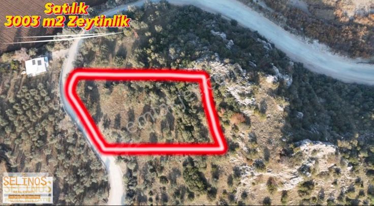 Karahıdırlı Mahallesinde 3000 M2 Müstakil Parsel Zeytinlik