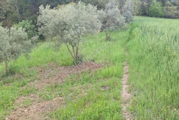 Muğla Menteşe Çamoluk'da Satılık Köyiçi İmarlı 2 Parsel