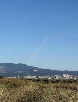 Yorulmaz Gayrimenkulde Zeytinlik