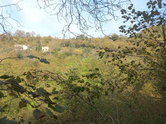 Doğuş Gayrimenkul Arsin Gölcük Te Satılık Fındık Bahçesi