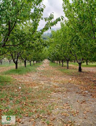 Erdemli Koramşalı'da Yetişmiş Kiraz Bahçesi Ve Müstakil Ev