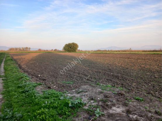 🌿 Bergama Yukarıkırıklar Mahallesinde 3.250 M² Satılık Tarla