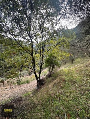 Küçükkuyu Tariş Yakını Resmi Yola Cephe Zeytinlik