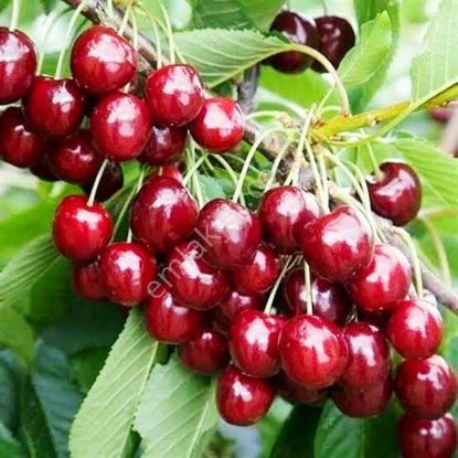 İzmir Kemalpaşa Armutlu Hürriyet'te 5.856 M2 Kiraz Zeytin Bağı. Daire Takaslı. Açıklamayı Okuyunuz.