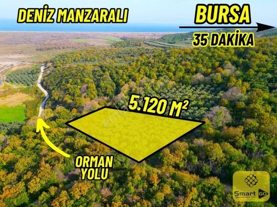 |bursa| Ormanın İçinde Deniz Manzaralı Emsali Bulunamayacak Zeytinlik