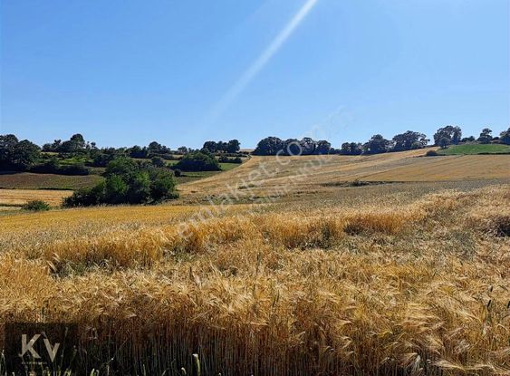 Kv Gayrimenkul'den Adapazarı Örentepe'de 1182 M² Satılık Tarla