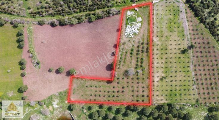 Zeytindağ'da 5250 M2 Satılık Zeytinlik