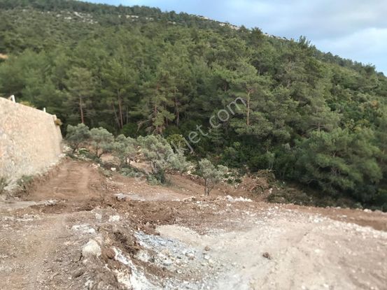 Sahibinden Acil Satılık Zeytinlik Tarla