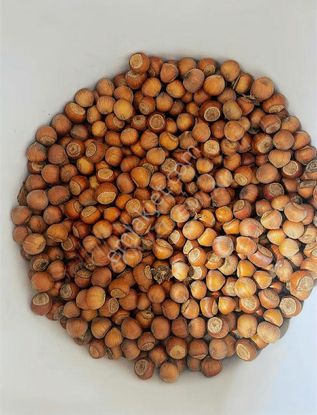 Kocaeli Kandıra Satılık Fındık Bahçesi