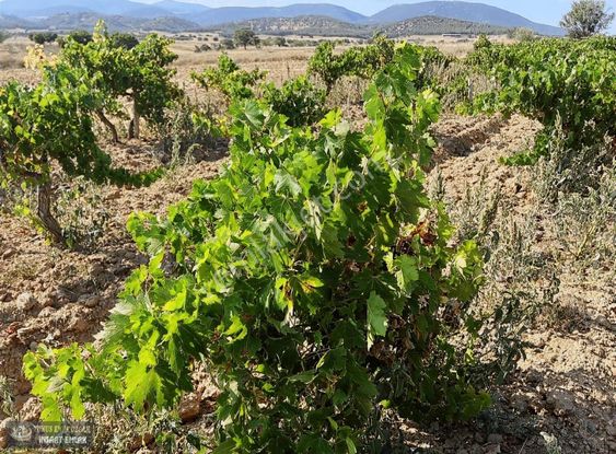 Yunus Emre Özcan İnşaat Emlâk