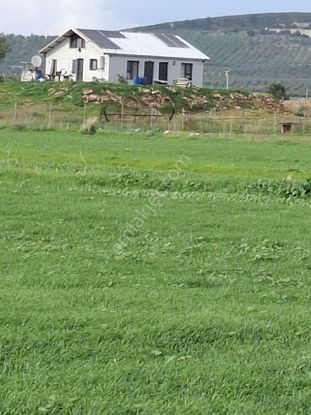 Foça Gerenköyde 4731 M2 Arazim Satılıktır