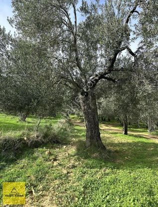 Yunuslarda 900m2 Köy Yerleşik Sınırında Bahçe