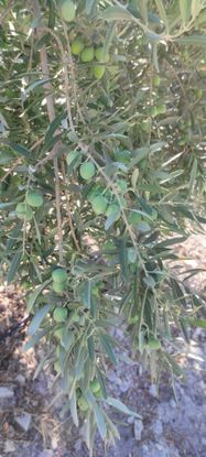 Sahibinden Satılık Zeytinli Tarla