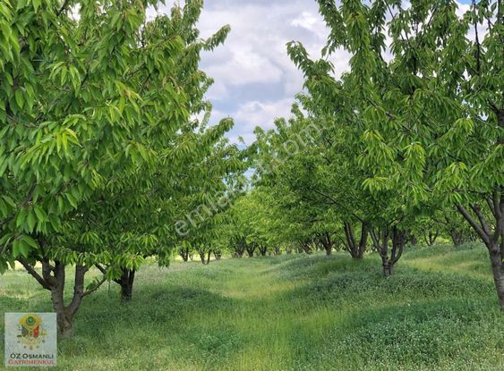 9 Dönüm %5 İmarlı Yetişkin Kiraz Bahçesi -osmanlı Gayrımenklden