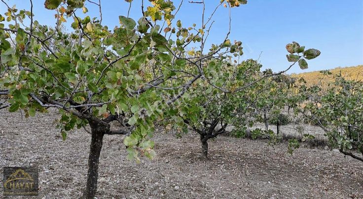 Hayat Gayrimenkulden Yatırımlık Verimli Fıstık Bağı