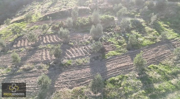 Küçük Menderes'ten Ödemiş Balabanlı Mh Satılık Zeytinlik