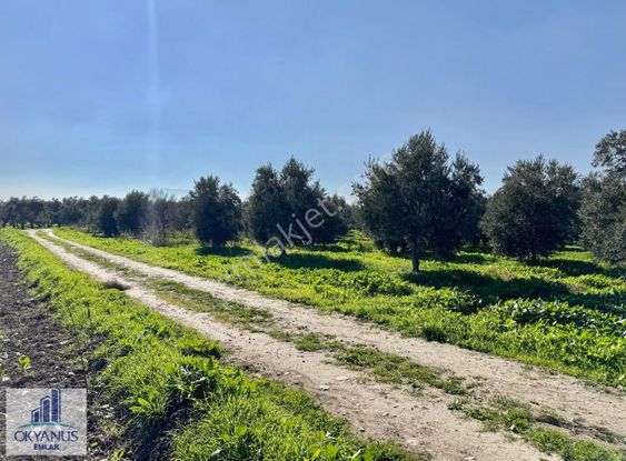 Kalemli De 12.400 M2 Zeytinlik, Elektrik+ Su+ Yer Altı Damlama