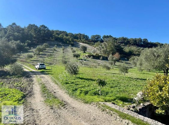 Çaltepe De Baraja Yakın 8.000 M2 Zeytinlik, Resmi Yolu Var