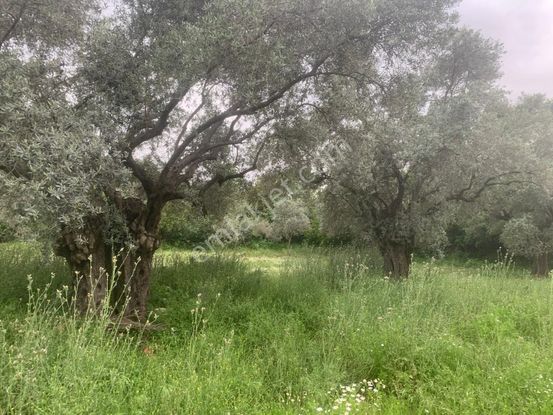 My Home Gayrimenkul'den Tire Peşrefli Mah.de Acilll Satılık Zeytinlik