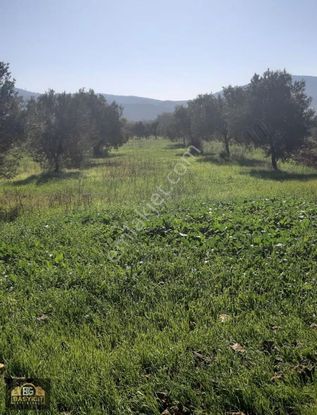 Yeniceköy 6280 M2. Domat Ve Trilya Zeytin Tarlası Satılıktır