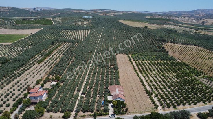 163 Dönüm, 7 Bin Zeytin Ağaçlı, Deposu Ve Evi Olan Tarla
