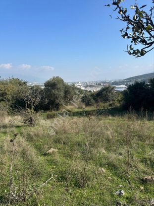 İzmir Kemalpaşa Da Bağ Ve Tarla